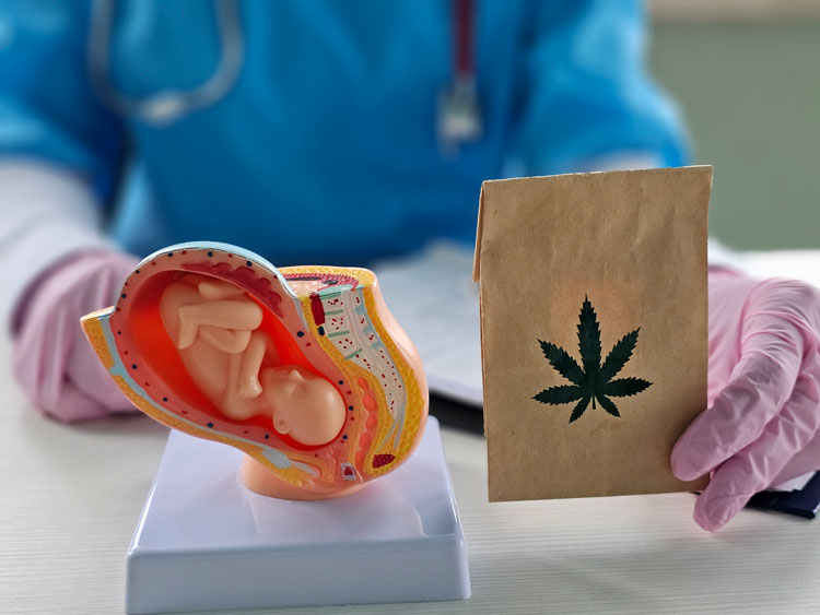 a medical professional holding bag of marijuana next to a plastic model of a womb
